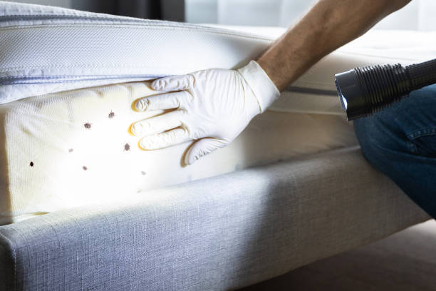 Best Local Pest Control Services  in Columbus, OH