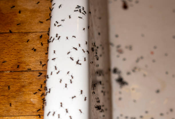 Best Residential Pest Control  in Columbus, OH