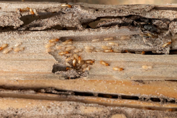 Best Mosquito Control Services  in Columbus, OH